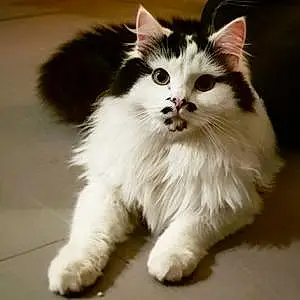 Nom Maine Coon Chat Pipou