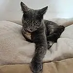 Chat, Felidae, Carnivore, Small To Medium-sized Cats, Bleu russe, Grey, Moustaches, Comfort, Queue, Chats noirs, Museau, Poil, Domestic Short-haired Cat, Griffe, Cat Supply, Patte, Fenêtre, Chartreux