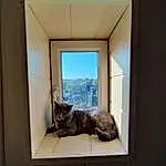 Fenêtre, Chat, Bois, Lighting, Building, Felidae, Shade, Fixture, Faon, Small To Medium-sized Cats, Rectangle, Tints And Shades, Moustaches, Window Covering, Sash Window, Queue, Glass, Ceiling, House, Room