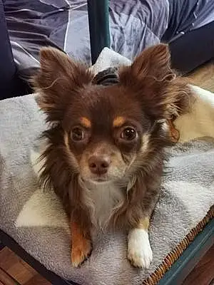 Nom Chihuahua Chien Sony