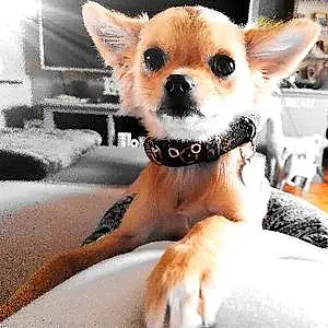Nom Chihuahua Chien Elia