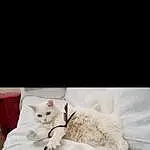 Chat, Felidae, Carnivore, Comfort, Small To Medium-sized Cats, Grey, Moustaches, Linens, Queue, Bedding, Formal Wear, Poil, Noir & Blanc, Domestic Short-haired Cat, Patte, Wedding Ceremony Supply, LÃ©gende de la photo, Bed Sheet, Bed