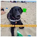 Chien, Race de chien, Dog Supply, Carnivore, Collar, Plage, Pet Supply, Dog Collar, Chien de compagnie, Working Animal, Electric Blue, Gun Dog, Personal Protective Equipment, Fashion Accessory, Eau, Canidae, Liver, Borador, Working Dog