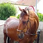 Cheval, Halter, Horse Tack, Rein, Sorrel, Mane, Horse Supplies, Bridle, Mare, Museau, Liver, Stallion, Pack Animal, Mustang Horse, Horse Harness, Livestock, Working Animal, Faon