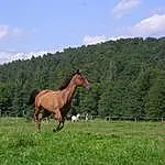 Cheval, Pasture, Grassland, Stallion, Mare, Meadow, Mane, Foal, Mustang Horse, Sorrel, Colt, Ecoregion, Ranch, Farm, Terrestrial Animal, Herbe, Rural Area