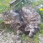 Chat, Plante, Felidae, Small To Medium-sized Cats, Carnivore, Moustaches, Herbe, Terrestrial Animal, Museau, Queue, Domestic Short-haired Cat, British Longhair, Poil, Groundcover, Soil, Griffe, Liver, Maine Coon, Patte