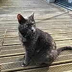 Chat, Felidae, Carnivore, Small To Medium-sized Cats, Grey, Moustaches, Museau, Queue, Bois, Fenêtre, Poil, Domestic Short-haired Cat, Chats noirs, Animal Shelter, Pet Supply, Terrestrial Animal, Cage