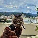 Plante, Ciel, Chat, Cloud, Fleur, Mountain, Herbe, Carnivore, Faon, Groundcover, Moustaches, Felidae, Queue, Museau, Small To Medium-sized Cats, Arbre, Terrestrial Animal, Poil, Maine Coon, Roof