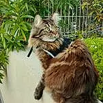 Chat, Plante, Carnivore, Felidae, Faon, Moustaches, Small To Medium-sized Cats, Herbe, Terrestrial Animal, Fence, Maine Coon, Arbre, Museau, Queue, Domestic Short-haired Cat, Poil, Griffe, Bois