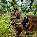 Plante, Chat, Felidae, Fence, Carnivore, Small To Medium-sized Cats, Moustaches, Herbe, Faon, Terrestrial Animal, Museau, Queue, Mesh, Wire Fencing, Poil, Domestic Short-haired Cat, Canidae, Race de chien