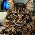 Chat, Yeux, Felidae, Carnivore, Small To Medium-sized Cats, Iris, Moustaches, Museau, Terrestrial Animal, Close-up, Poil, Domestic Short-haired Cat, Electric Blue, SibÃ©rien, British Longhair, Griffe, Maine Coon