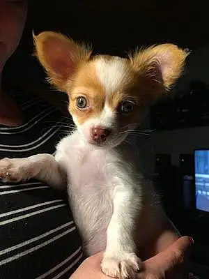 Nom Chihuahua Chien Orus