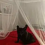Chien, Race de chien, Carnivore, Comfort, Faon, Felidae, Tints And Shades, Museau, Small To Medium-sized Cats, Chien de compagnie, Moustaches, Room, Canidae, Queue, Transparency, Carmine, Transparent Material, Linens