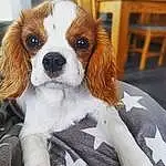 Chien, Race de chien, Carnivore, Liver, Cavalier King Charles Spaniel, Chien de compagnie, Faon, Moustaches, Chair, Ã‰pagneul, Toy Dog, Museau, King Charles Spaniel, Working Animal, Canidae, Poil, Terrestrial Animal, Chiot dâ€™amour, Jouets