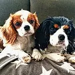 Chien, Race de chien, Carnivore, Liver, Chien de compagnie, Faon, Museau, Toy Dog, Terrestrial Animal, Canidae, Poil, Bored, Ã‰pagneul, Cavalier King Charles Spaniel, Dog Supply, King Charles Spaniel, Chiots, Pattern