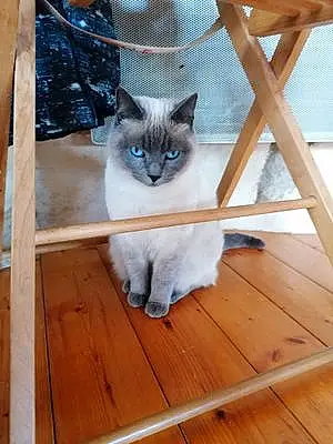 Nom Chat Cacahuète