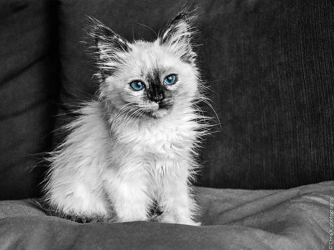 Lunettes, Chat, Yeux, Felidae, Human Body, Carnivore, Small To Medium-sized Cats, Moustaches, Museau, Queue, Noir & Blanc, Monochrome, Patte, Plante, Domestic Short-haired Cat, Electric Blue, Griffe, Poil, Terrestrial Animal, Foot
