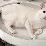 Chat, Blanc, Plumbing Fixture, Carnivore, Felidae, Moustaches, Small To Medium-sized Cats, Plumbing, Bathroom, Museau, Queue, Pet Supply, Domestic Short-haired Cat, Patte, Poil, Ceramic, Rectangle