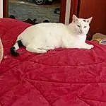 Chat, Wheel, Tire, Comfort, Carnivore, Moustaches, Faon, Felidae, Queue, Small To Medium-sized Cats, Linens, Domestic Short-haired Cat, Poil, Bedding, Patte, Terrestrial Animal, Bed, Room, Pattern