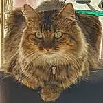 Hair, Chat, Felidae, Carnivore, Small To Medium-sized Cats, Moustaches, Iris, Maine Coon, Faon, Museau, Poil, Domestic Short-haired Cat, Terrestrial Animal, British Longhair, Box, Bois