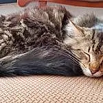 Chat, Carnivore, Felidae, Comfort, Small To Medium-sized Cats, Moustaches, Museau, Patte, Poil, Domestic Short-haired Cat, Griffe, Queue, Sieste, Maine Coon, Sleep, Cat Supply, Terrestrial Animal