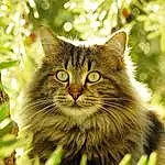 Hair, Head, Chat, Yeux, Felidae, Carnivore, Plante, Small To Medium-sized Cats, Moustaches, Faon, Herbe, Arbre, Museau, Terrestrial Animal, Poil, Domestic Short-haired Cat, Maine Coon, Natural Landscape, Jungle
