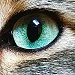 Nez, Brown, Head, Eyebrow, Yeux, Eyelash, Facial Expression, Chat, Felidae, Blanc, Green, Bleu, Carnivore, Light, Azure, Small To Medium-sized Cats, Human Body, Iris, Moustaches