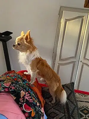Nom Chihuahua Chien Olaf