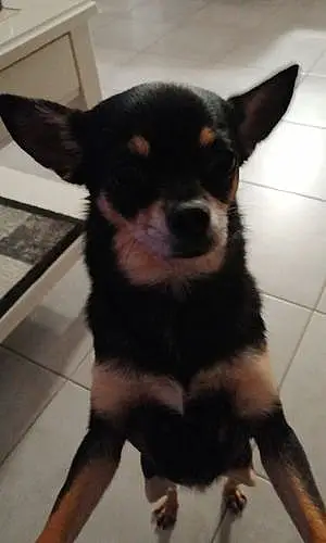 Nom Chihuahua Chien Romi