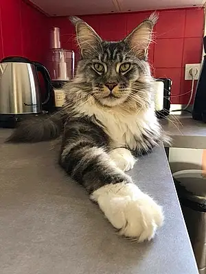 Nom Maine Coon Chat Marvin