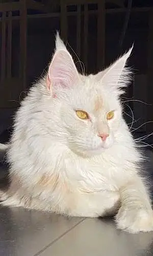 Nom Maine Coon Chat Roby