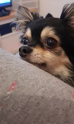 Nom Chihuahua Chien Bubble