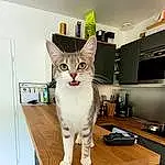 Chat, Meubles, Felidae, Carnivore, Small To Medium-sized Cats, Moustaches, Bois, Table, Queue, Hardwood, Poil, Domestic Short-haired Cat, Comfort, Shelf, Pet Supply, Room, Rectangle, Television