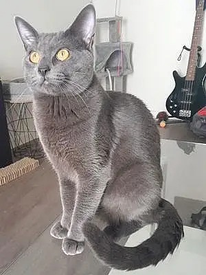 Chartreux Chat Beerus
