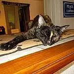 Picture Frame, Chat, Felidae, Small To Medium-sized Cats, Bois, Carnivore, Moustaches, Comfort, Hardwood, Wood Stain, Queue, Domestic Short-haired Cat, Varnish, Poil, Laminate Flooring, Arbre, Houseplant, Table