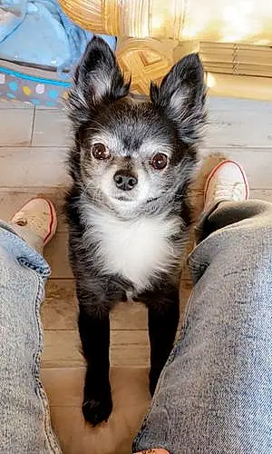 Nom Chihuahua Chien Alaska