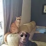 Chat, Chien, Comfort, Carnivore, Vision Care, Felidae, Interior Design, Sunglasses, Working Animal, Grey, Goggles, Bois, Race de chien, Faon, Moustaches, Chien de compagnie, Small To Medium-sized Cats, Pet Supply