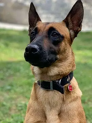 Nom Berger Malinois Chien Caly