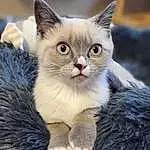 Chat, Carnivore, Felidae, Moustaches, Small To Medium-sized Cats, Faon, Museau, Patte, Cat Supply, Griffe, Domestic Short-haired Cat, Queue, Event, Poil, Terrestrial Animal, Comfort