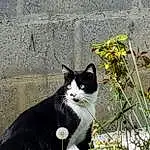 Plante, Chat, Felidae, Carnivore, Small To Medium-sized Cats, Herbe, Moustaches, Museau, Queue, Groundcover, Arbre, Poil, Domestic Short-haired Cat, Assis, Chats noirs, Herbaceous Plant, Art, Garden, Shrub