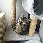 Chat, Felidae, Carnivore, Small To Medium-sized Cats, Interior Design, Bois, Cat Supply, Moustaches, Grey, Comfort, Queue, Poil, Shelf, Door, Domestic Short-haired Cat, Hardwood, Room, Arbre, Table, Cat Furniture