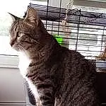 Chat, Fenêtre, Felidae, Carnivore, Small To Medium-sized Cats, Moustaches, Window Blind, Pet Supply, Comfort, Museau, Queue, Poil, Domestic Short-haired Cat, Patte, Assis, Légende de la photo, Window Covering, Griffe, Metal, Cage