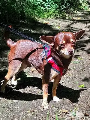 Nom Chihuahua Chien Obi-wan