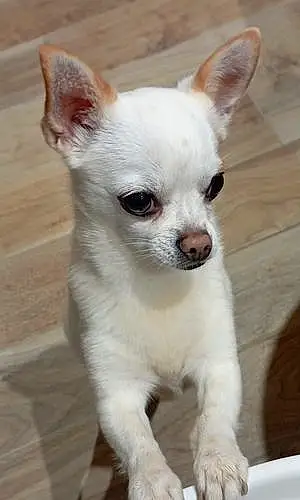 Nom Chihuahua Chien Pongo