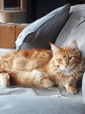 Nom Maine Coon Chat Rouxy