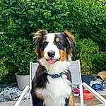 Chien, Race de chien, Plante, Carnivore, Chair, Chien de compagnie, Arbre, Museau, Bernese Mountain Dog, Herding Dog, Canidae, Working Dog, Giant Dog Breed, Poil, Door