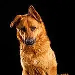 Chien, Light, Carnivore, Race de chien, Moustaches, Chien de compagnie, Faon, Terrestrial Animal, Queue, Museau, Canidae, Poil, Collar, Working Animal, Working Dog, Patte, Ancient Dog Breeds, Animal Training
