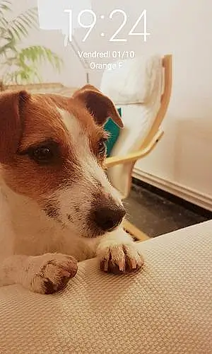 Nom Jack Russell Chien Pia