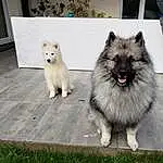Chien, Race de chien, Keeshond, Carnivore, Chien de compagnie, Museau, Canidae, Working Animal, Plante, Mechanical Fan, Poil, Queue, Herbe, Terrestrial Animal, Door, Working Dog, Giant Dog Breed, Non-sporting Group