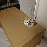 Bois, Chat, Carnivore, Packing Materials, Shipping Box, Felidae, Faon, Small To Medium-sized Cats, Hardwood, Beige, Moustaches, Carton, Plywood, Packaging And Labeling, Cardboard, Box, Box-sealing Tape, Room